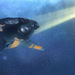 Sins of a Solar Empire