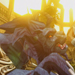 X-Blades