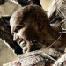 Hunted: The Demon's Forge