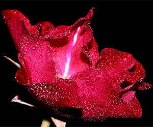 A rose by any other name...