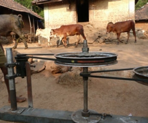 Cow-er power wins udderly