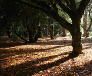 Like something from Edgar Allan Poe, Autumn Carpet wins the bit-tech october photo of the month competition.