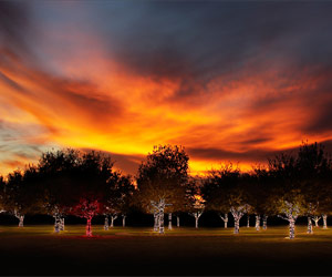The tree dedicated to former astronaut, Pete Conrad, is actually lit red.