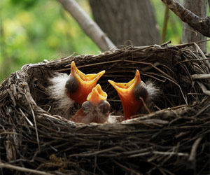 Muuuuum, I'm Hungry!