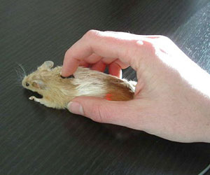 Could the mouse be made redundant within the next three years? Some people seem to think so. 