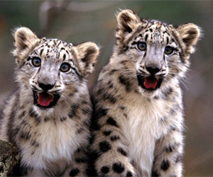 Snow Leopard Arrives on 28th August