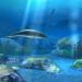 Ecco creator's Kickstarter fails