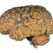 Supercomputer to Model Human Brain