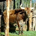 Redmond promises Longhorn will be a speedy beast