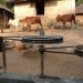 Cow-er power wins udderly 