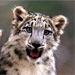 Snow Leopard Arrives on 28th August