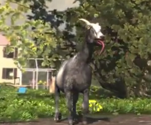 Goat Simulator coming to Steam for full release | bit-gamer.net