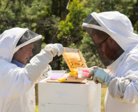 CSIRO picks Intel's Edison for bee-tracking project
